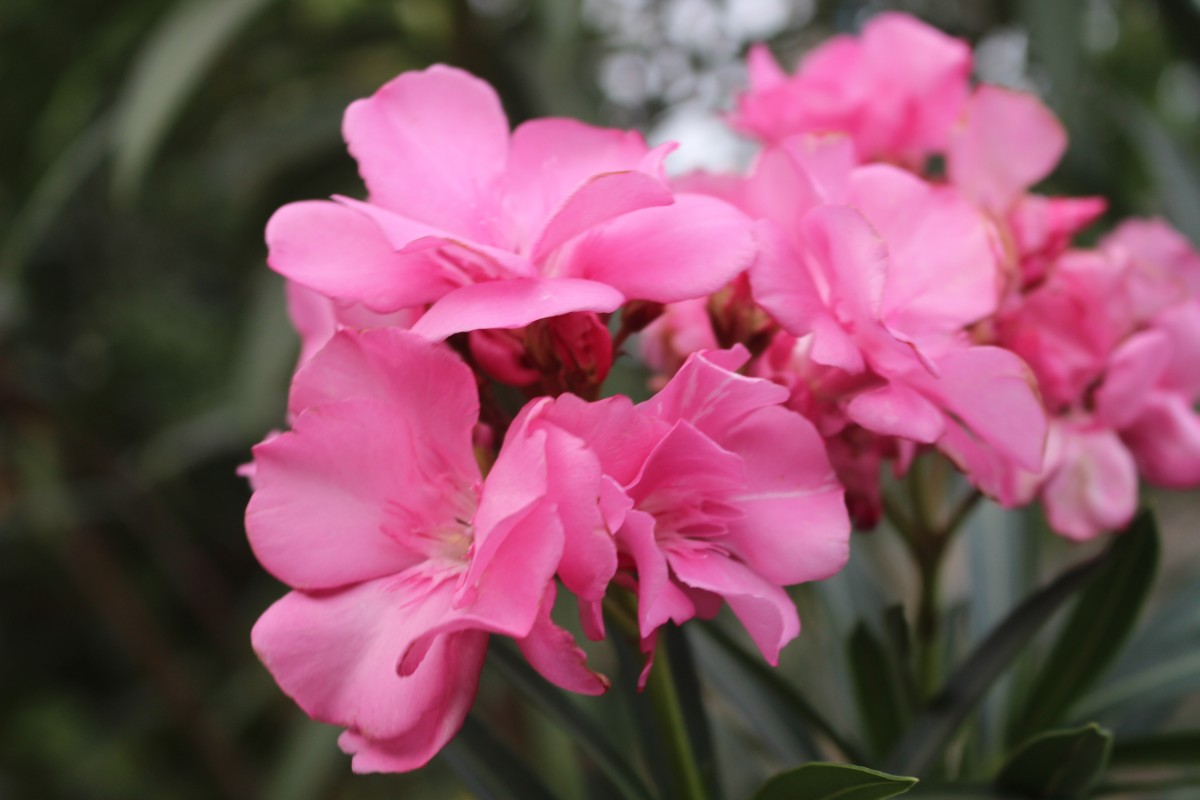 Nerium oleander L.